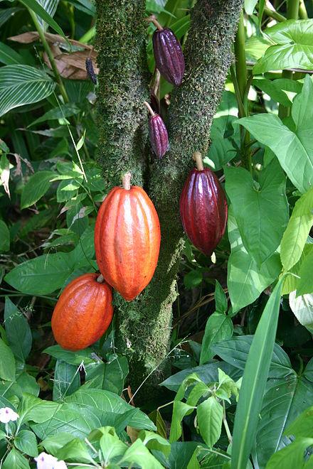 Wikipedia - chocolade